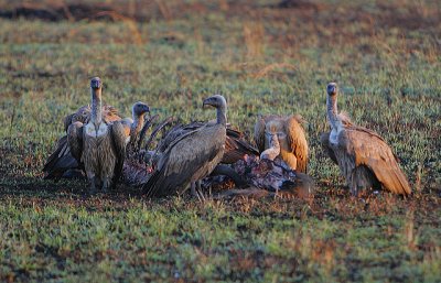 White-backed Vultures (Gyps africanus) on a kill @ sunrise