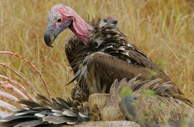 Lappet-faced Vulture (Torgos tracheliotus) @ the carcase