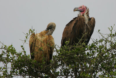 Lappet-faced Vulture  & White-backed Vulture