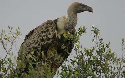 Ruppells Griffon Vulture (Gyps rueppellii)