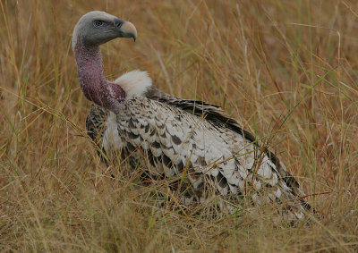 Ruppells Griffon Vulture (Gyps rueppellii)
