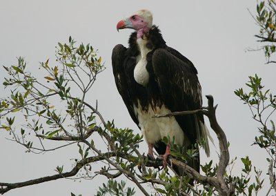 White-headed Vulture (Trigonoceps occipitalis)