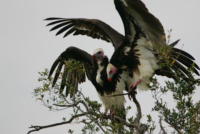 White-headed Vulture (Trigonoceps occipitalis pair)