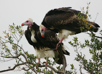 White-headed Vulture (Trigonoceps occipitalis) pair