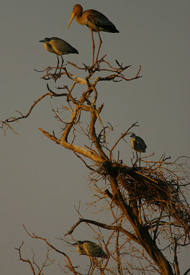 Herons & Yellow-billed Stork @ the roost