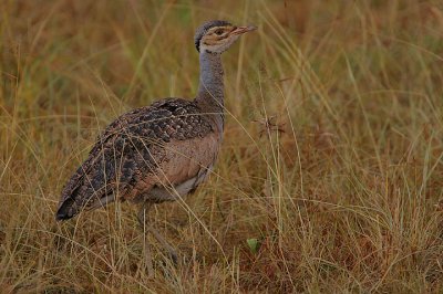 White-bellied Bustard (Eupodotis senegalensis) female