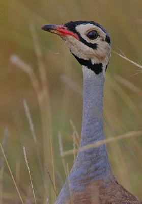 White-bellied Bustard (Eupodotis senegalensis) male headshot