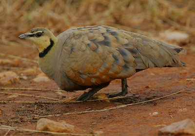 Yellow-throated Sandgrouse (Pterocles gutturalis) Male