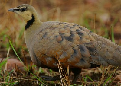 Yellow-throated Sandgrouse (Pterocles gutturalis) Male