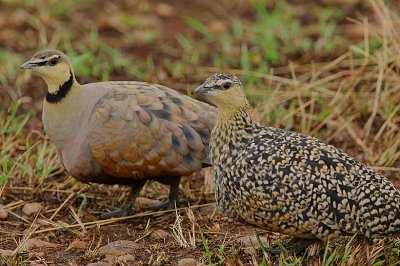 Yellow-throated Sandgrouse (Pterocles gutturalis) pair