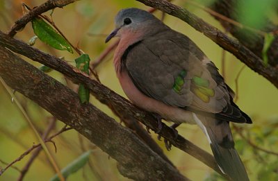 Emerald-spotted Wood Dove (Turtur chalcospilos)