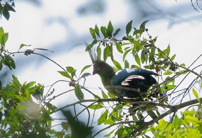 Schalows Turaco (Tauraco schalowi)