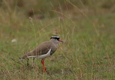 Crowned Plover  (Vanellus coronatus)