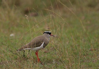 Crowned Plover  (Vanellus coronatus)