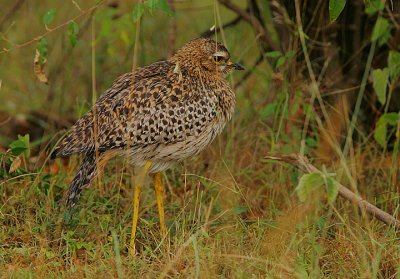 Spotted Thick-Knee (Burhinus capensis)