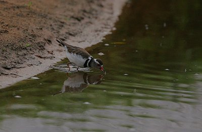 Three-banded Plover (Charadrius tricollaris)