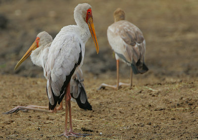 Yellow-billed Stork  (Mycteria ibis)