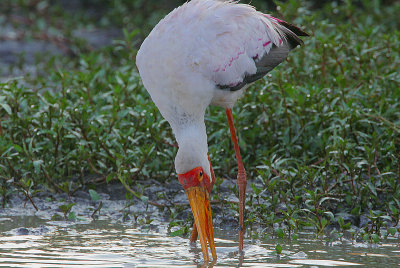 Yellow-billed Stork  (Mycteria ibis) fishing