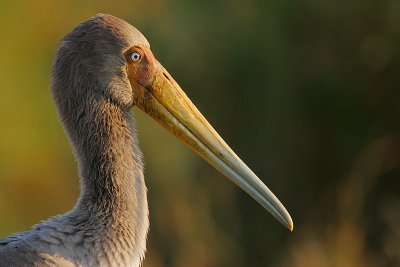Yellow-billed Stork juvenile (Mycteria ibis) headshot