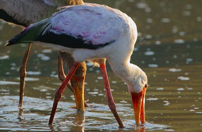 Yellow-billed Storks  (Mycteria ibis) feeding at dawn