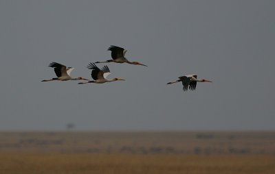 Yellow-billed Storks (Mycteria ibis) flying out at dawn