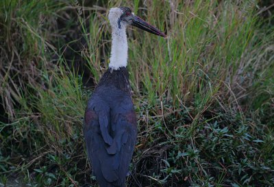Woolly-necked Stork (Ciconia episcopus) @ dawn