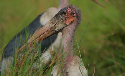 Marabou Stork (Leptoptilus crumeniferus)