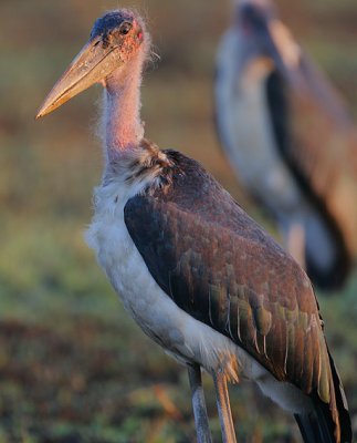 Marabou Stork (Leptoptilus crumeniferus) @ dawn