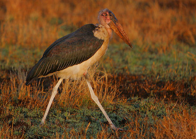 Marabou Stork (Leptoptilus crumeniferus)