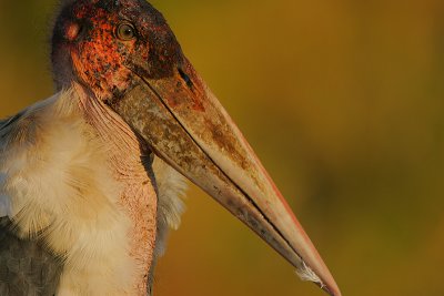 Marabou Stork (Leptoptilus crumeniferus) headshot