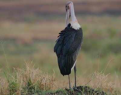 Marabou Stork (Leptoptilus crumeniferus) preening