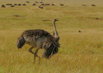 Masai Ostrich female (Struthio camelus massaicus) displaying