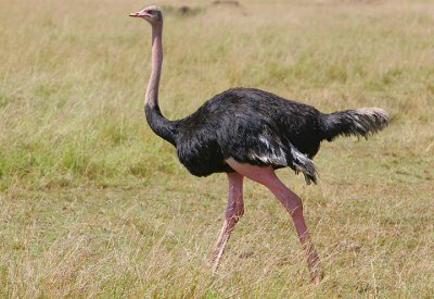 Masai Ostrich male (Struthio camelus massaicus)