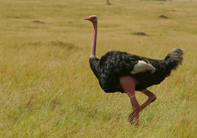 Masai Ostrich male (Struthio camelus massaicus)