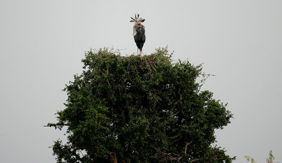 Secretary Bird (Sagittarius serpentarius) on the nest