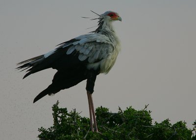 Secretary Bird (Sagittarius serpentarius) on the nest