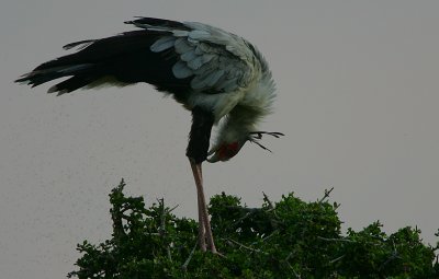 Secretary Bird (Sagittarius serpentarius) preening