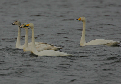 Whooper Swan family