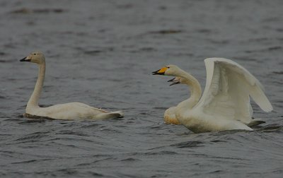 Whooper Swan family departing