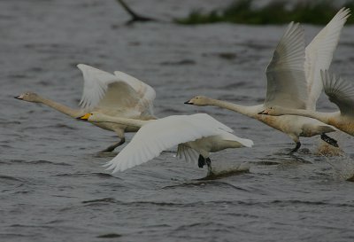 Whooper Swan family take-off