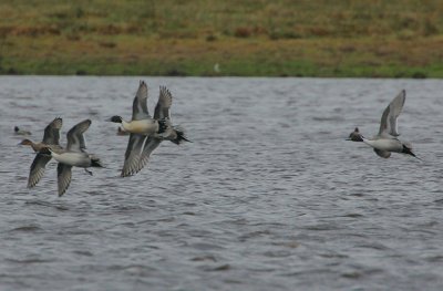 Pintail in flight (ventral view)