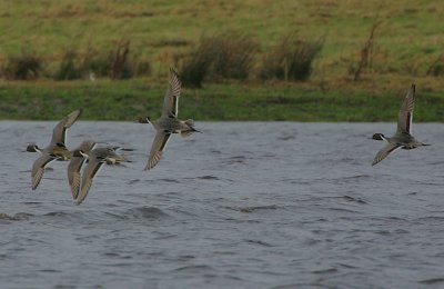 Pintail in flight (dorsal view)