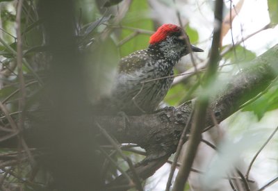 Golden-tailed Woodpecker (Campethera abingoni)