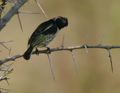 Spot-flanked Barbet  (Tricholaema lachrymosa)