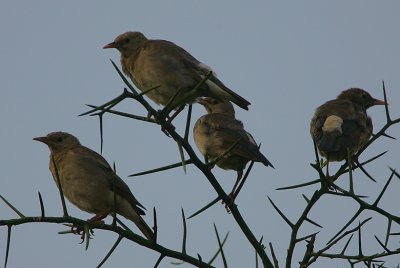 Wattled Starlings (Creatophora cinerea) @  dawn