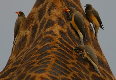 Yellow-billed Oxpeckers (Buphagus africanus)