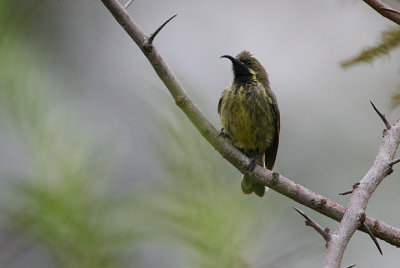 Marico Sunbird (Nectarinia mariquensis) juvenile male