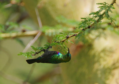 Marico Sunbird (Nectarinia mariquensis) male 