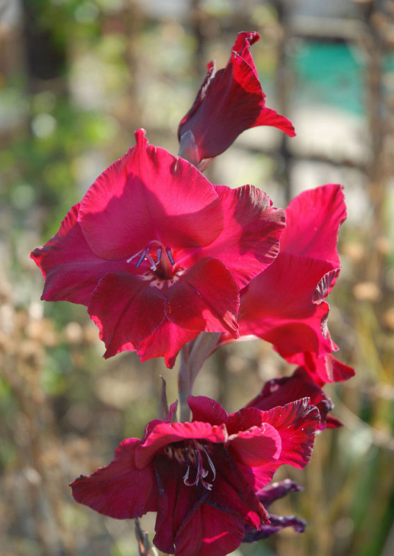 Back lit Gladiola