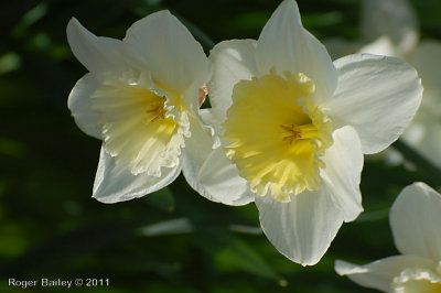 Daffodil 2.